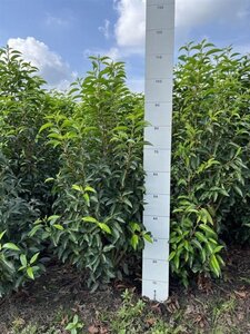 Prunus lusitanica 'Angustifolia' 80-100 cm met kluit