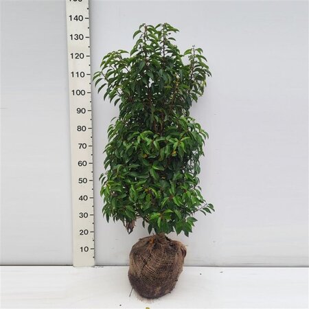 Prunus lusitanica 'Angustifolia' 80-100 cm met kluit - afbeelding 2