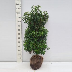 Prunus lusitanica 'Angustifolia' 80-100 cm met kluit - afbeelding 2