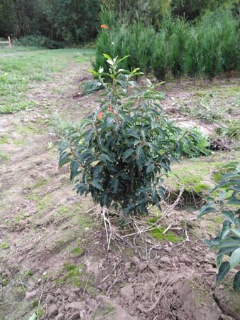 Prunus lusitanica 'Angustifolia' 80-100 cm met kluit - afbeelding 3