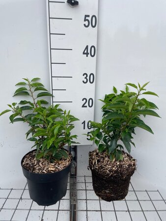 Prunus lusitanica 'Angustifolia' geen maat specificatie cont. 3,0L - afbeelding 1
