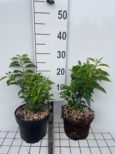 Prunus lusitanica 'Angustifolia' geen maat specificatie cont. 3,0L
