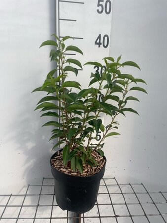 Prunus lusitanica 'Angustifolia' geen maat specificatie cont. 3,0L - afbeelding 2
