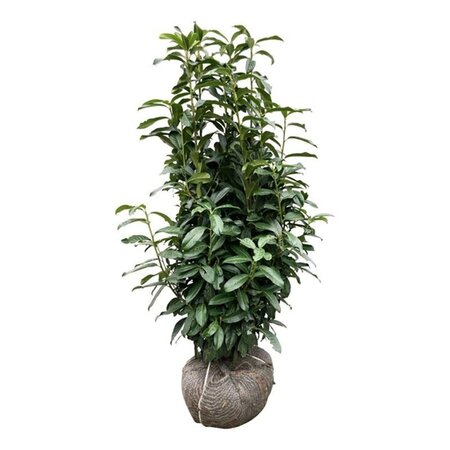 Prunus l. Genolia 100-125 cm met kluit - afbeelding 2