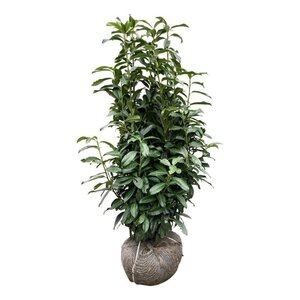 Prunus l. Genolia 100-125 cm met kluit - afbeelding 2