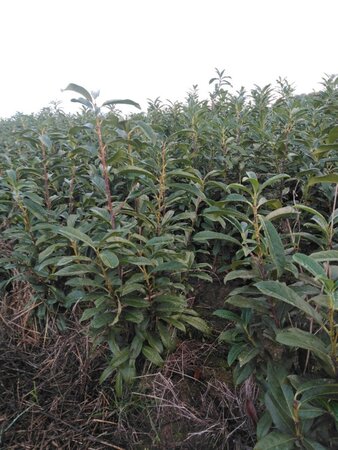 Prunus l. Genolia 100-125 cm met kluit - afbeelding 12