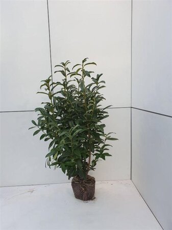 Prunus l. Genolia 100-125 cm met kluit - afbeelding 8