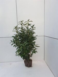Prunus l. Genolia 100-125 cm met kluit - afbeelding 8