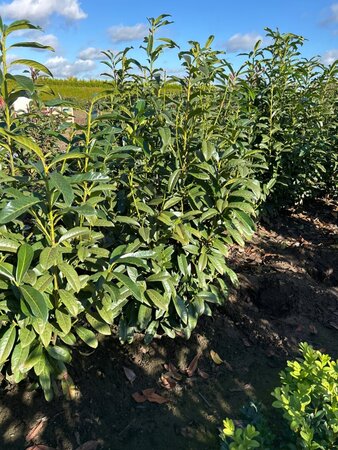Prunus l. Genolia 100-125 cm met kluit - afbeelding 10