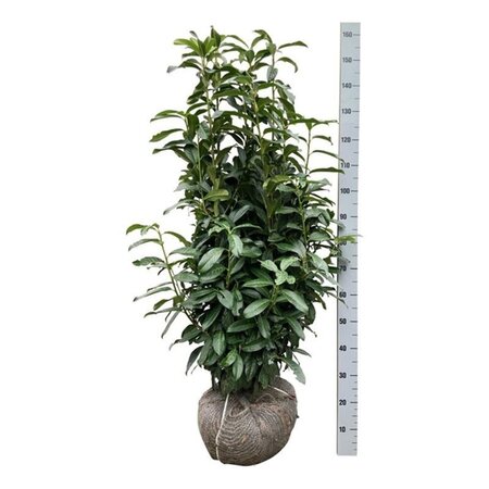 Prunus l. Genolia 100-125 cm met kluit - afbeelding 13