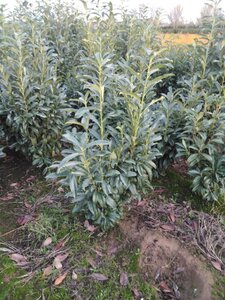 Prunus l. Genolia 100-125 cm met kluit - afbeelding 5