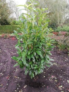 Prunus l. Genolia 100-125 cm met kluit - afbeelding 2