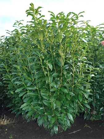 Prunus l. Genolia 100-125 cm met kluit - afbeelding 7