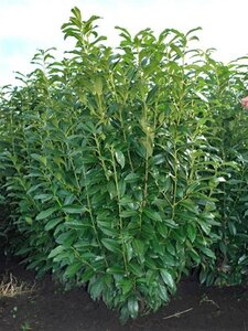 Prunus l. Genolia 100-125 cm met kluit - afbeelding 7