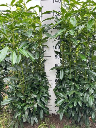 Prunus l. Genolia 100-125 cm met kluit - afbeelding 9