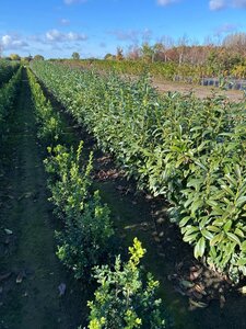 Prunus l. Genolia 100-125 cm met kluit - afbeelding 8