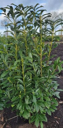 Prunus l. Genolia 125-150 cm met kluit - afbeelding 11