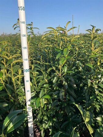 Prunus l. Genolia 125-150 cm met kluit - afbeelding 4