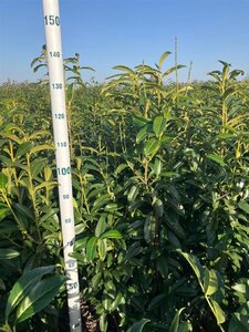 Prunus l. Genolia 125-150 cm met kluit - afbeelding 4