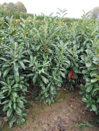 Prunus l. Genolia 125-150 cm met kluit - afbeelding 9