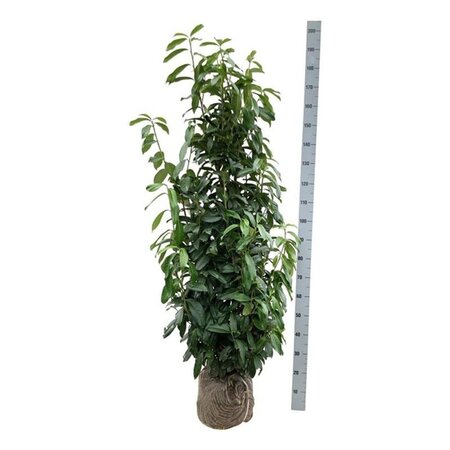 Prunus l. Genolia 125-150 cm met kluit - afbeelding 6