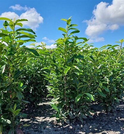 Prunus l. Genolia 125-150 cm met kluit - afbeelding 10