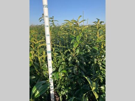 Prunus l. Genolia 125-150 cm met kluit - afbeelding 10