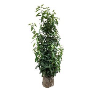 Prunus l. Genolia 125-150 cm met kluit - afbeelding 5