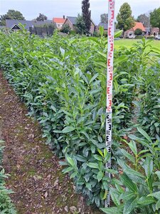 Prunus l. Genolia 125-150 cm met kluit - afbeelding 11