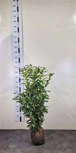Prunus l. Genolia 80-100 cm met kluit - afbeelding 10