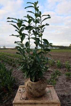 Prunus l. Genolia 80-100 cm met kluit - afbeelding 5