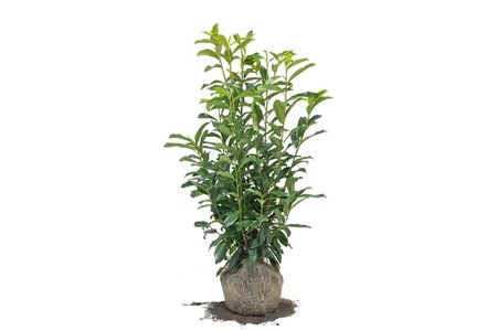 Prunus l. Genolia 80-100 cm met kluit - afbeelding 3