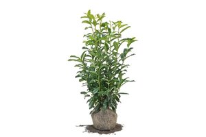 Prunus l. Genolia 80-100 cm met kluit - afbeelding 3