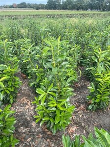 Prunus l. Genolia 80-100 cm met kluit - afbeelding 13