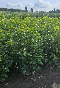 Prunus l. Genolia 80-100 cm met kluit - afbeelding 11