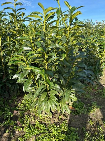 Prunus l. Genolia 80-100 cm met kluit - afbeelding 12