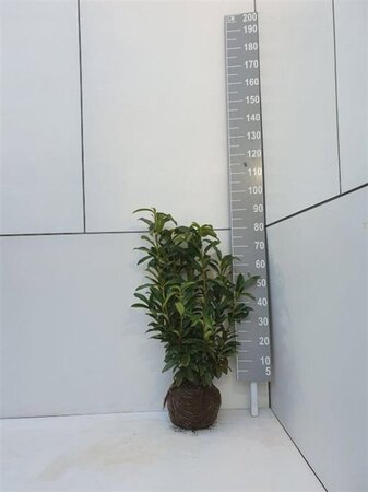 Prunus l. Genolia 80-100 cm met kluit - afbeelding 11