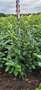 Prunus l. Genolia 80-100 cm met kluit - afbeelding 8