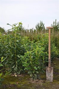 Prunus l. Genolia 80-100 cm met kluit - afbeelding 4