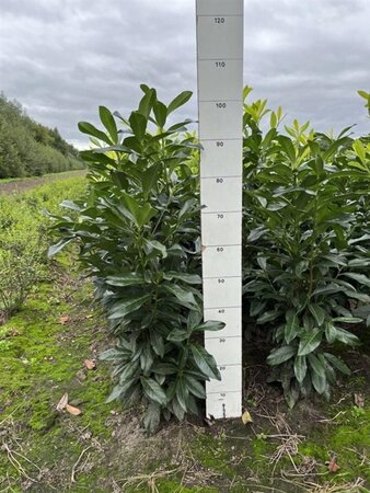 Prunus l. Genolia 80-100 cm met kluit - afbeelding 5