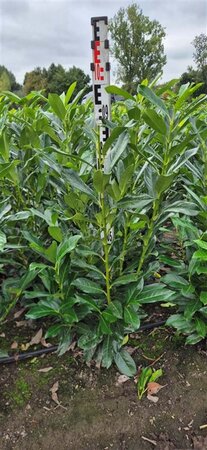 Prunus l. Genolia 80-100 cm met kluit - afbeelding 15