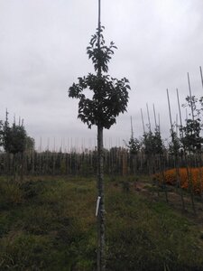 Prunus 'Umineko' 12-14 Hoogstam wortelgoed 2 X verplant