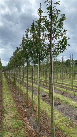 Prunus 'Umineko' 18-20 Hoogstam draadkluit 3 X verplant - afbeelding 1