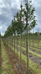 Prunus 'Umineko' 18-20 Hoogstam draadkluit 3 X verplant - afbeelding 1