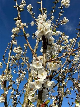 Prunus 'Umineko' 18-20 Hoogstam draadkluit 3 X verplant - afbeelding 2