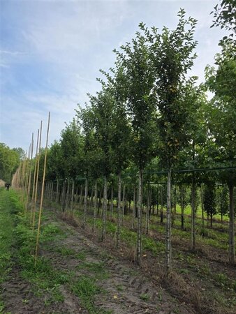 Prunus 'Umineko' 18-20 Hoogstam draadkluit 3 X verplant - afbeelding 4