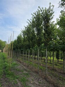 Prunus 'Umineko' 18-20 Hoogstam draadkluit 3 X verplant - afbeelding 4