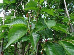 Prunus 'Umineko' 18-20 Hoogstam draadkluit 3 X verplant - afbeelding 3
