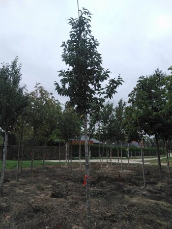 Prunus 'Umineko' 18-20 Hoogstam draadkluit 3 X verplant