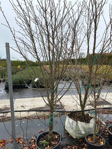 Prunus 'Umineko' 200-250 cm cont. 20L - afbeelding 2